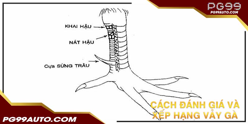 Các cách đánh giá và xếp hạng vảy gà