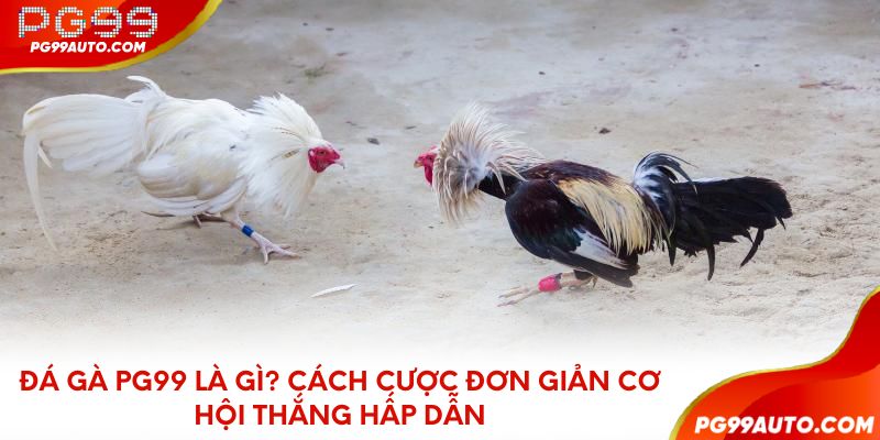 Đá gà PG99 là gì? Cách cược đơn giản cơ hội thắng hấp dẫn