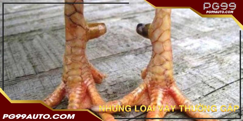 Xếp hạng vảy gà - Những loại vảy thường gặp